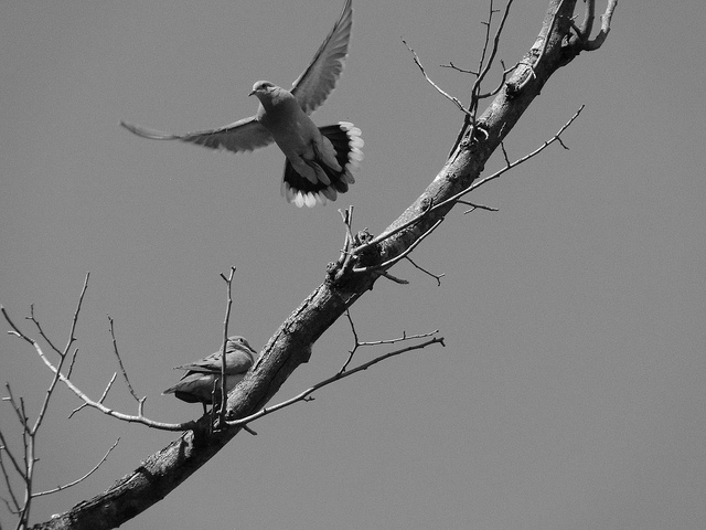 La filosofía de la paz en la historia